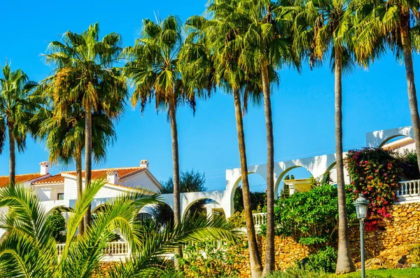 güzel Yayilim palmiye ağacı sahilde, egzotik bitkiler sembolü