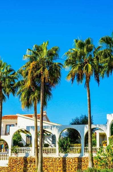 güzel Yayilim palmiye ağacı sahilde, egzotik bitkiler sembolü