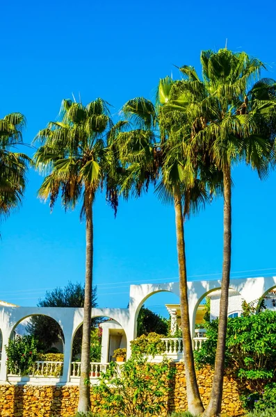 güzel Yayilim palmiye ağacı sahilde, egzotik bitkiler sembolü