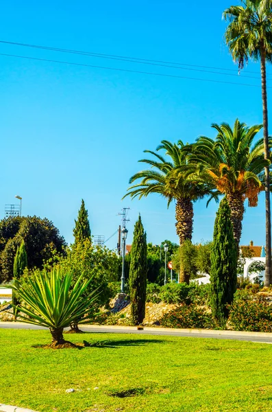 güzel Yayilim palmiye ağacı sahilde, egzotik bitkiler sembolü