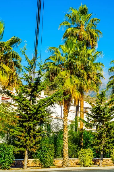 güzel Yayilim palmiye ağacı sahilde, egzotik bitkiler sembolü