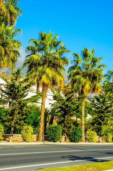 güzel Yayilim palmiye ağacı sahilde, egzotik bitkiler sembolü