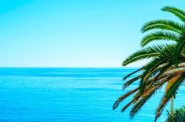 Bela palmeira espalhando na praia, símbolo de plantas exóticas — Fotografia de Stock