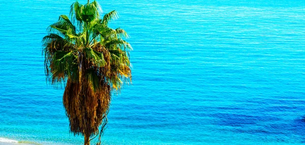 在海滩上，充满异国情调的植物象征美丽传播棕榈树 — 图库照片