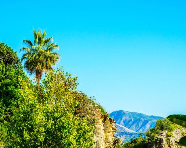 güzel Yayilim palmiye ağacı sahilde, egzotik bitkiler sembolü