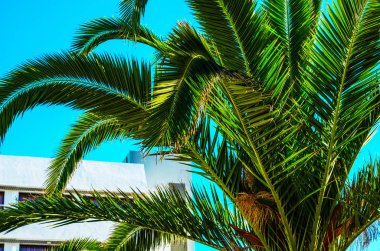 güzel Yayilim palmiye ağacı sahilde, egzotik bitkiler sembolü