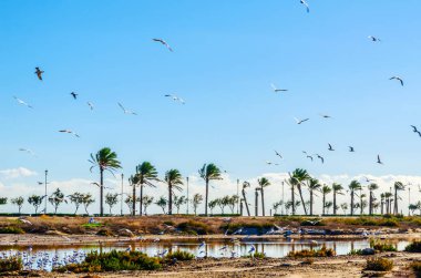 su deposu, güneşli bir gün, tropica yabani kuşlar sürüsü