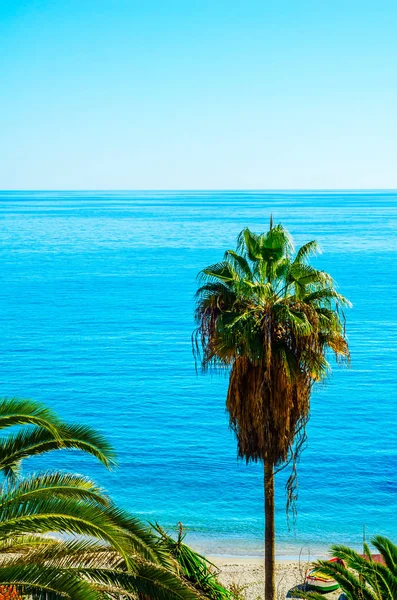 在海滩上，充满异国情调的植物象征美丽传播棕榈树 — 图库照片