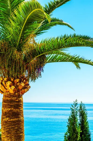 Hermosa palmera extendida en la playa, símbolo de plantas exóticas —  Fotos de Stock