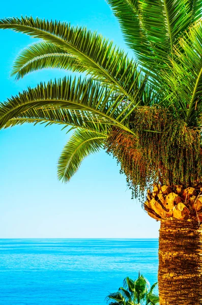 Hermosa palmera extendida en la playa, símbolo de plantas exóticas —  Fotos de Stock