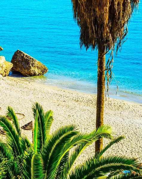 Hermosa palmera extendida en la playa, símbolo de plantas exóticas — Foto de Stock