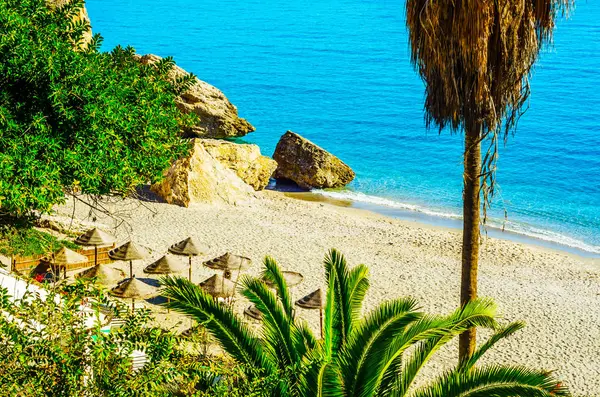Hermosa palmera extendida en la playa, símbolo de plantas exóticas — Foto de Stock