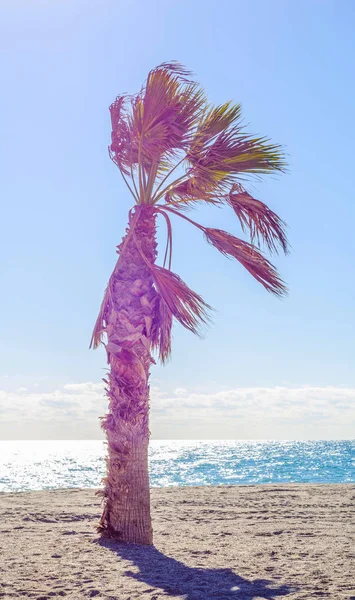 Hermosa palmera extendida en la playa, símbolo de plantas exóticas — Foto de Stock