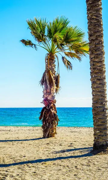 समुद्र तट पर सुंदर फैला हुआ खजूर का पेड़, विदेशी पौधों प्रतीक — स्टॉक फ़ोटो, इमेज