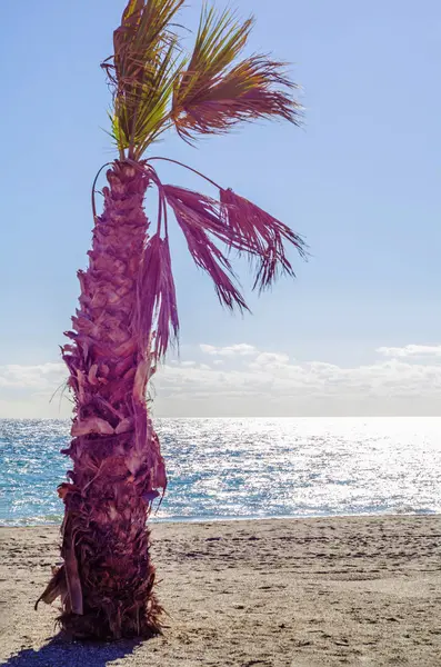 Hermosa palmera extendida en la playa, símbolo de plantas exóticas —  Fotos de Stock