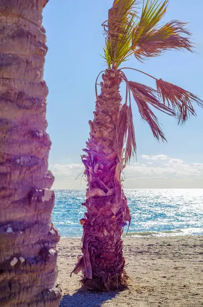 Красиве розлогі пальми на пляжі, екзотичний символ рослин — стокове фото