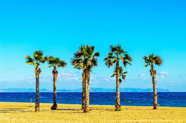 Schöne Palme am Strand, exotische Pflanzen als Symbol — Stockfoto