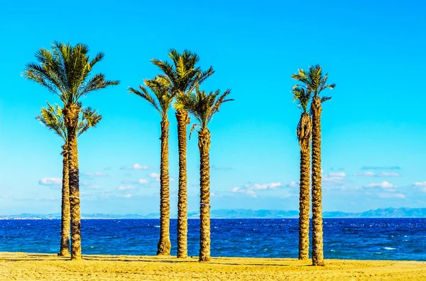 Hermosa palmera extendida en la playa, símbolo de plantas exóticas —  Fotos de Stock