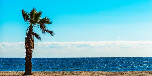 Beautiful spreading palm tree on the beach, exotic plants symbol — Stock Photo, Image