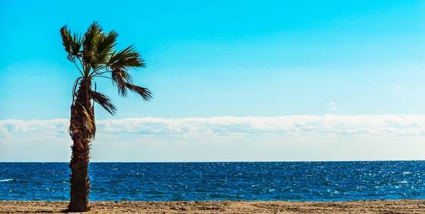 Hermosa palmera extendida en la playa, símbolo de plantas exóticas — Foto de Stock