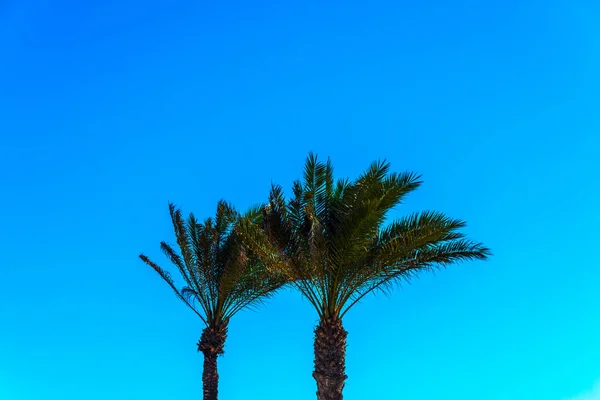 Beautiful spreading palm tree on the beach, exotic plants symbol — Stock Photo, Image