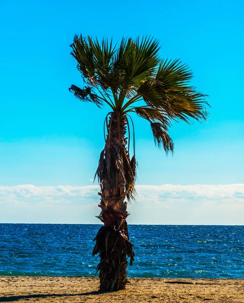 Beautiful spreading palm tree on the beach, exotic plants symbol — Stock Photo, Image