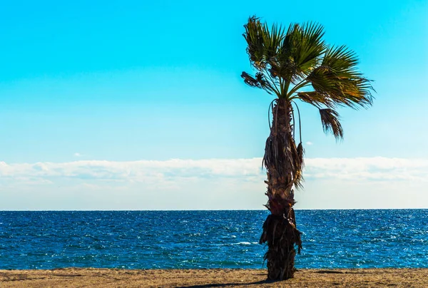 Schöne Palme am Strand, exotische Pflanzen als Symbol — Stockfoto