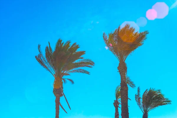 Bella palma diffusione sulla spiaggia, piante esotiche simbolo — Foto Stock