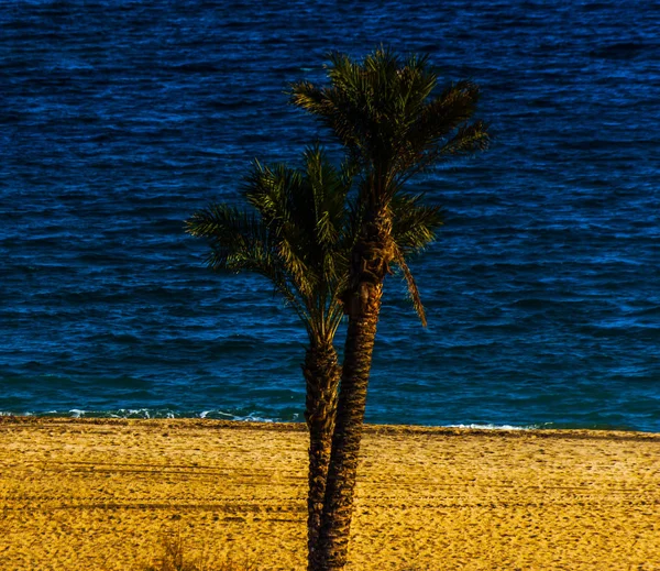 Красивая пальма на пляже, символ экзотических растений — стоковое фото