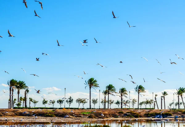 Bandada de aves silvestres sobre el embalse de agua, día soleado, tropica — Foto de Stock