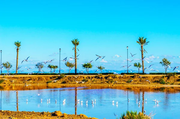 Stormo di uccelli selvatici sul serbatoio d'acqua, giornata di sole, tropica — Foto Stock