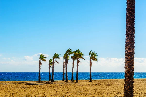 Bela palmeira espalhando na praia, símbolo de plantas exóticas — Fotografia de Stock