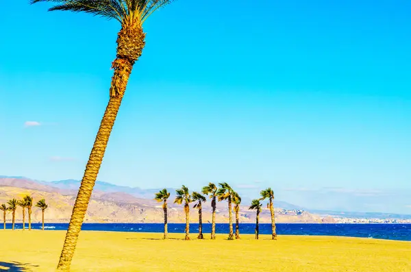 Krásné rozmetání Palma na pláži, symbol exotických rostlin — Stock fotografie