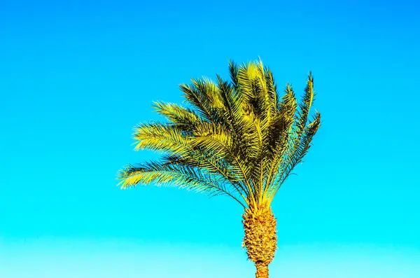 Красивая пальма на пляже, символ экзотических растений — стоковое фото