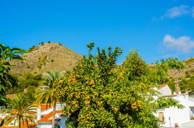 portakal ağacı meyve ve yeşil yapraklar, portakal doğal olarak growi