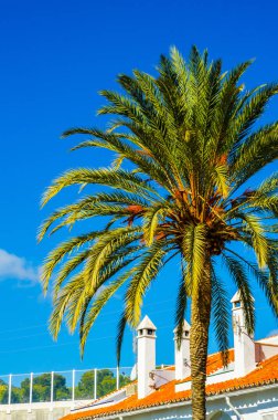 güzel Yayilim palmiye ağacı sahilde, egzotik bitkiler sembolü