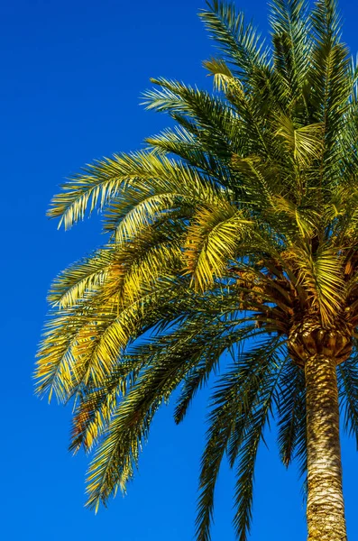 Krásné rozmetání Palma na pláži, symbol exotických rostlin — Stock fotografie