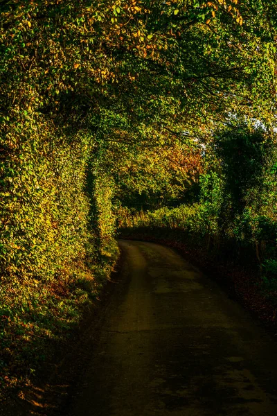 English Country Road Sunny Day Lush Green Vegetation Narrow Road — Stock Photo, Image