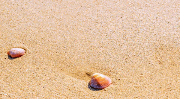 Natural Sea Shell Lying Sandy Beach Washed Water Sunny Day — Stock Photo, Image