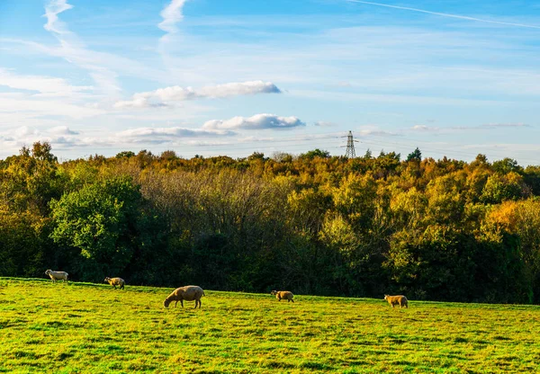 在草地上放牧的英国羊 是阳光普照的典型的英国绿色牧场 是农场动物 — 图库照片