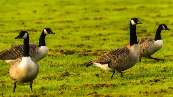 Gansos Salvajes Prado Mordisqueando Hierba Hierba Verde Jugosa Aves Silvestres — Foto de Stock