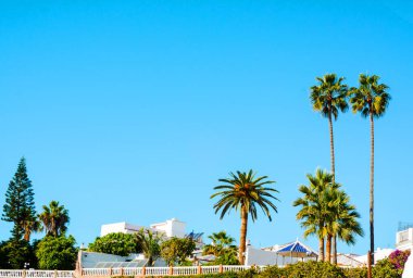 Sahilde yayılan güzel palmiye ağaçları, tatil sembolü egzotik bitkiler, sıcak gün, büyük yapraklar, egzotik ağaçlar.