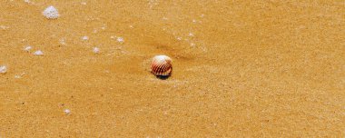 Kumsalda uzanmış deniz kabuğu, suyla yıkanmış, güneşli bir gün, tatil