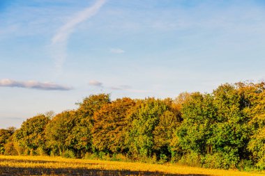 Güneşli bir günde İngiliz yeşil çayırı, İngiliz kırsalının tipik bir kırsal alanı, bir kırsal alan.