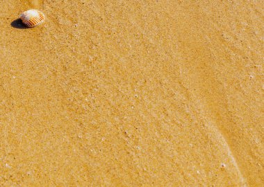 Kumsalda uzanmış deniz kabuğu, suyla yıkanmış, güneşli bir gün, tatil