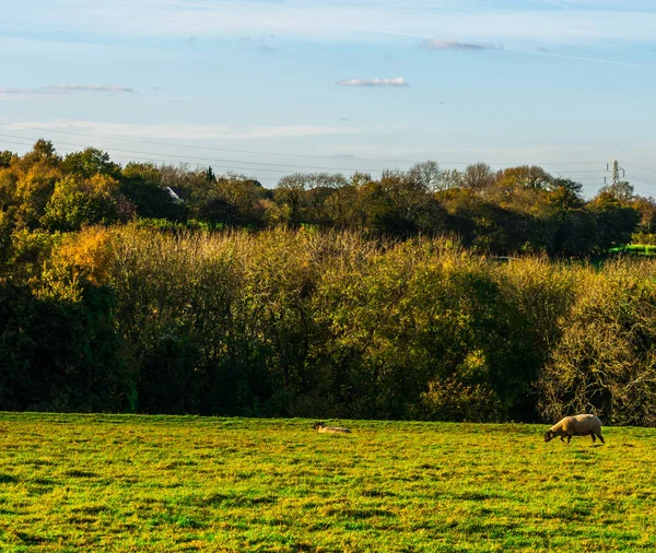 English Sheep Grazing Meadow Typical British Green Pasture Sunny Day — Stock Photo, Image