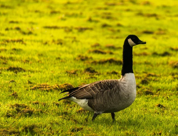 草原上的野鹅咬着草 绿油油的草 — 图库照片