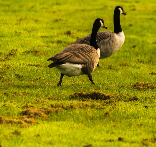 Gansos Salvajes Prado Mordisqueando Hierba Hierba Verde Jugosa Aves Silvestres — Foto de Stock