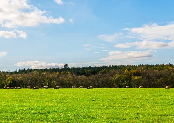 English Sheep Grazing Meadow Typical British Green Pasture Sunny Day — Stock Photo, Image