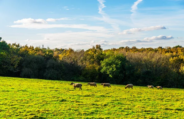 Английские Овцы Пасутся Лугу Типичные Британские Зеленые Пастбища Солнечный День — стоковое фото